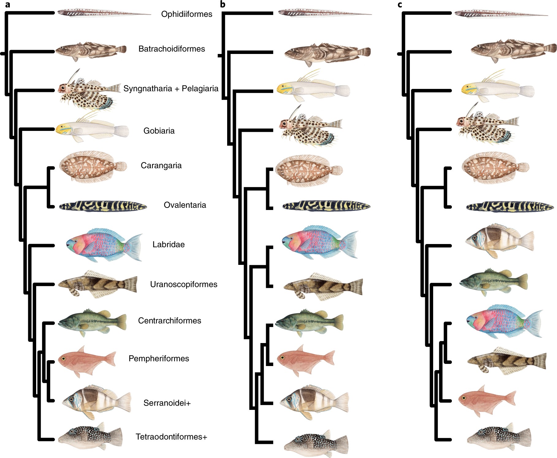 Explosive diversification of marine fishes