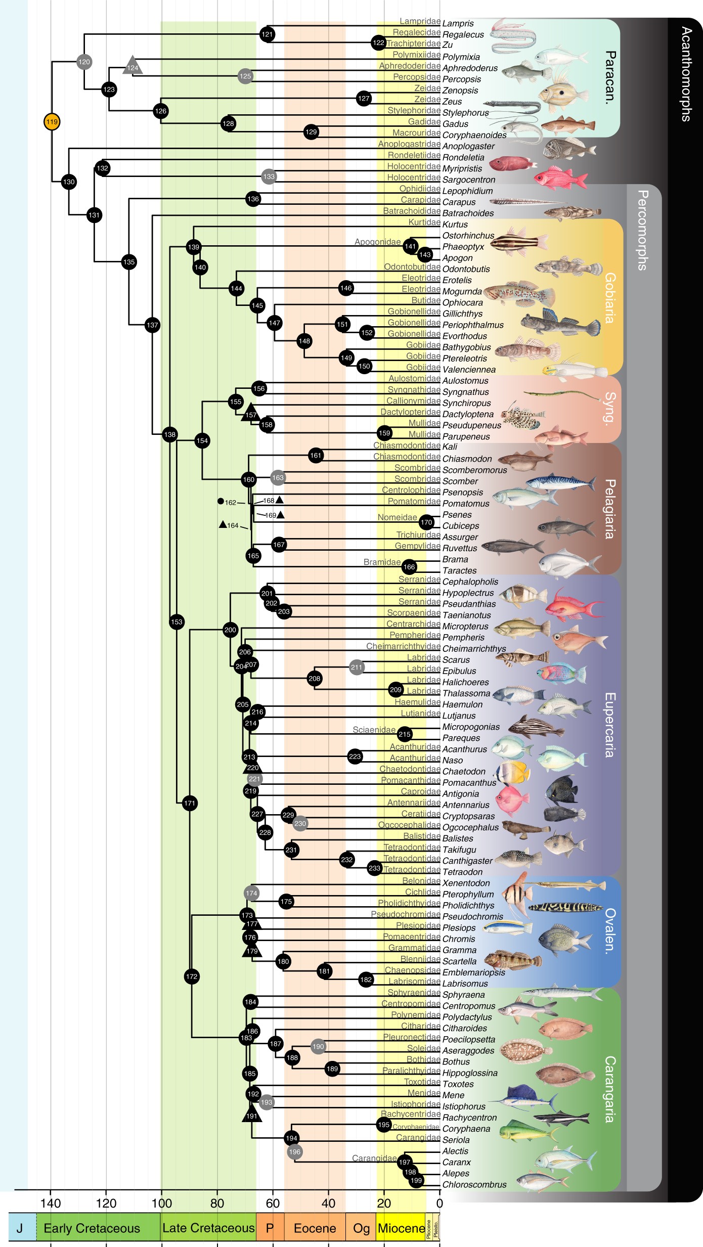Evolutionary timescale for acanthomorph fishes