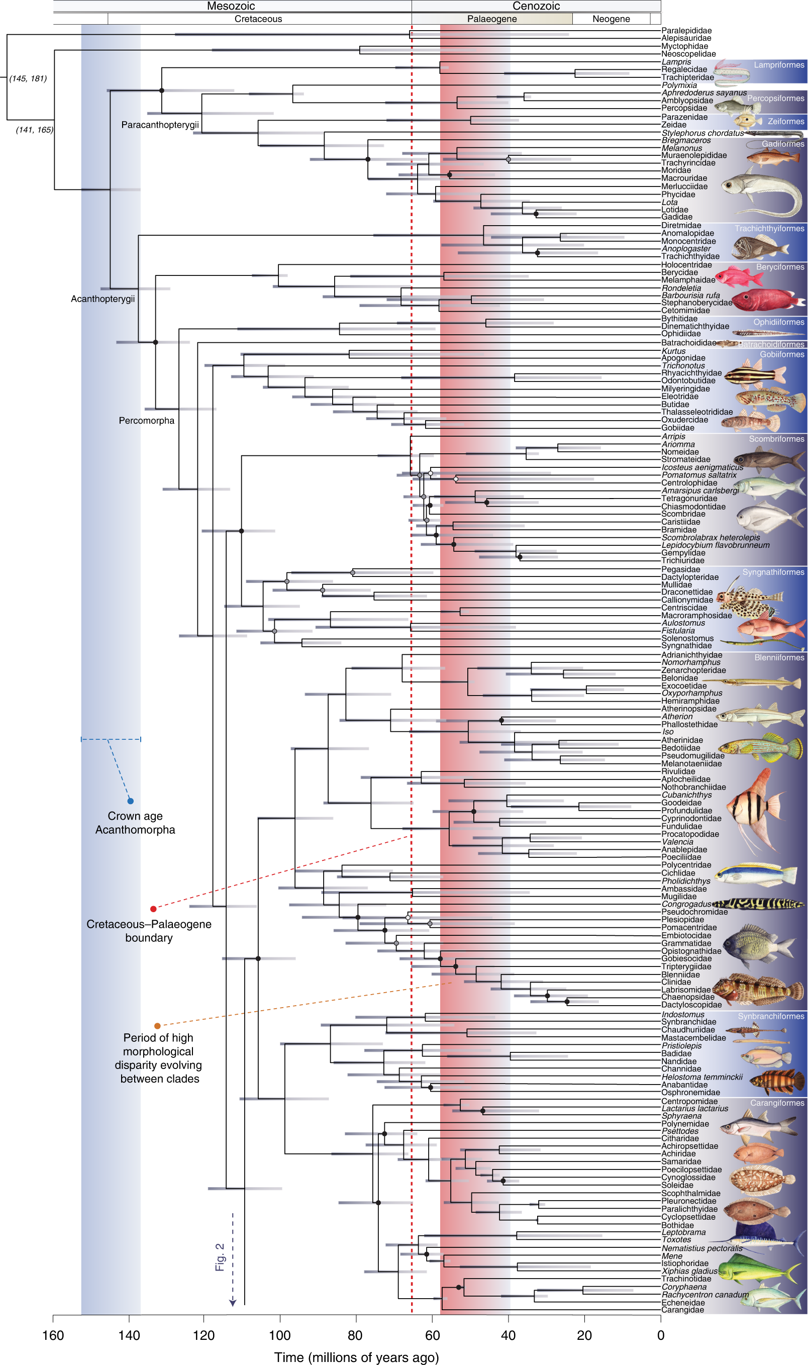 Prolonged morphological expansion of spiny-rayed fishes