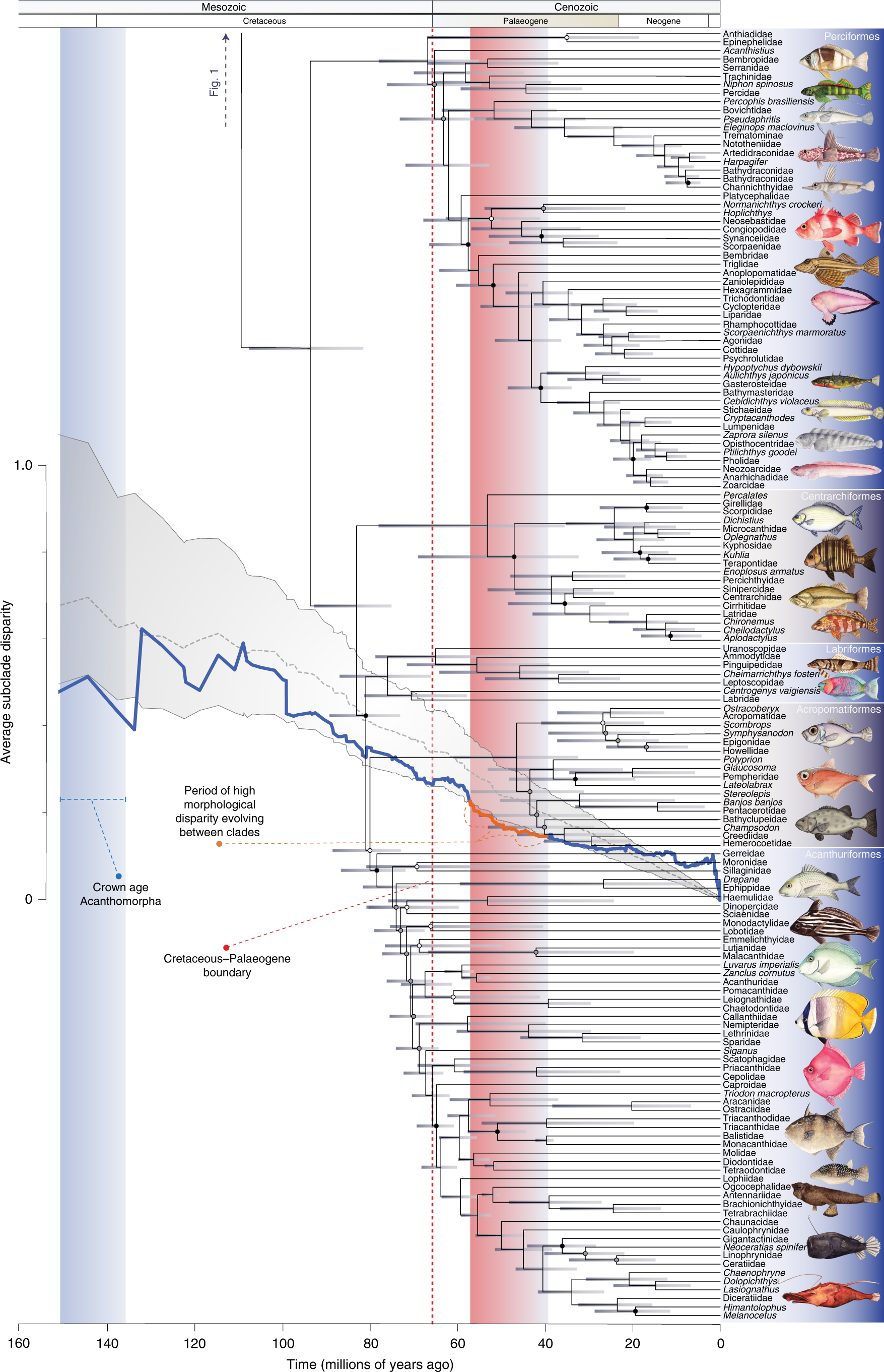 Morphological disparity across spiny-rayed fishes