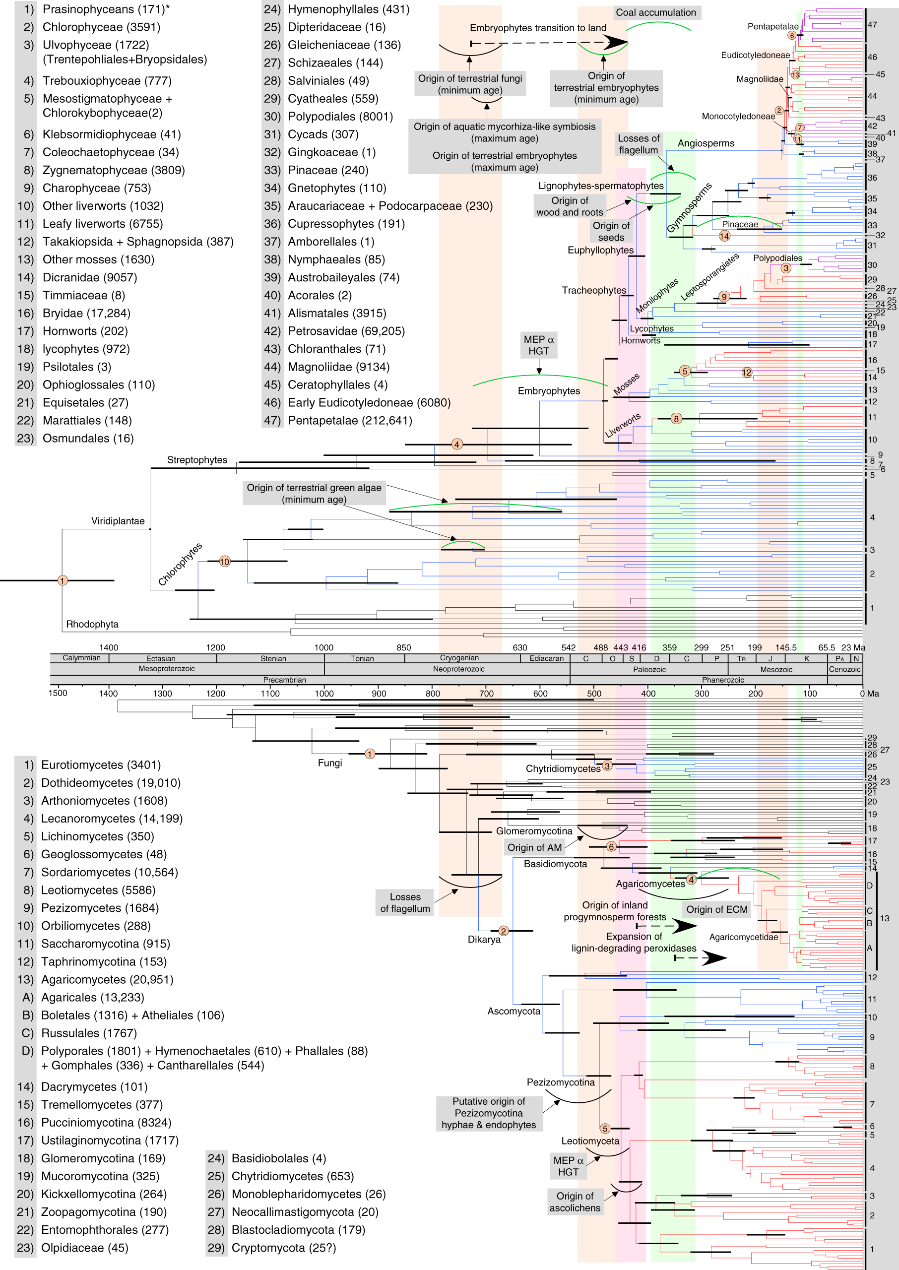 Contemporaneous radiations of fungi and plants