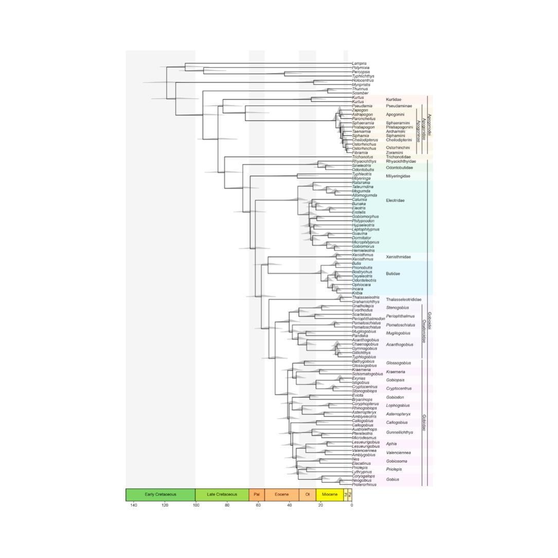 Goby fish graphical abstract