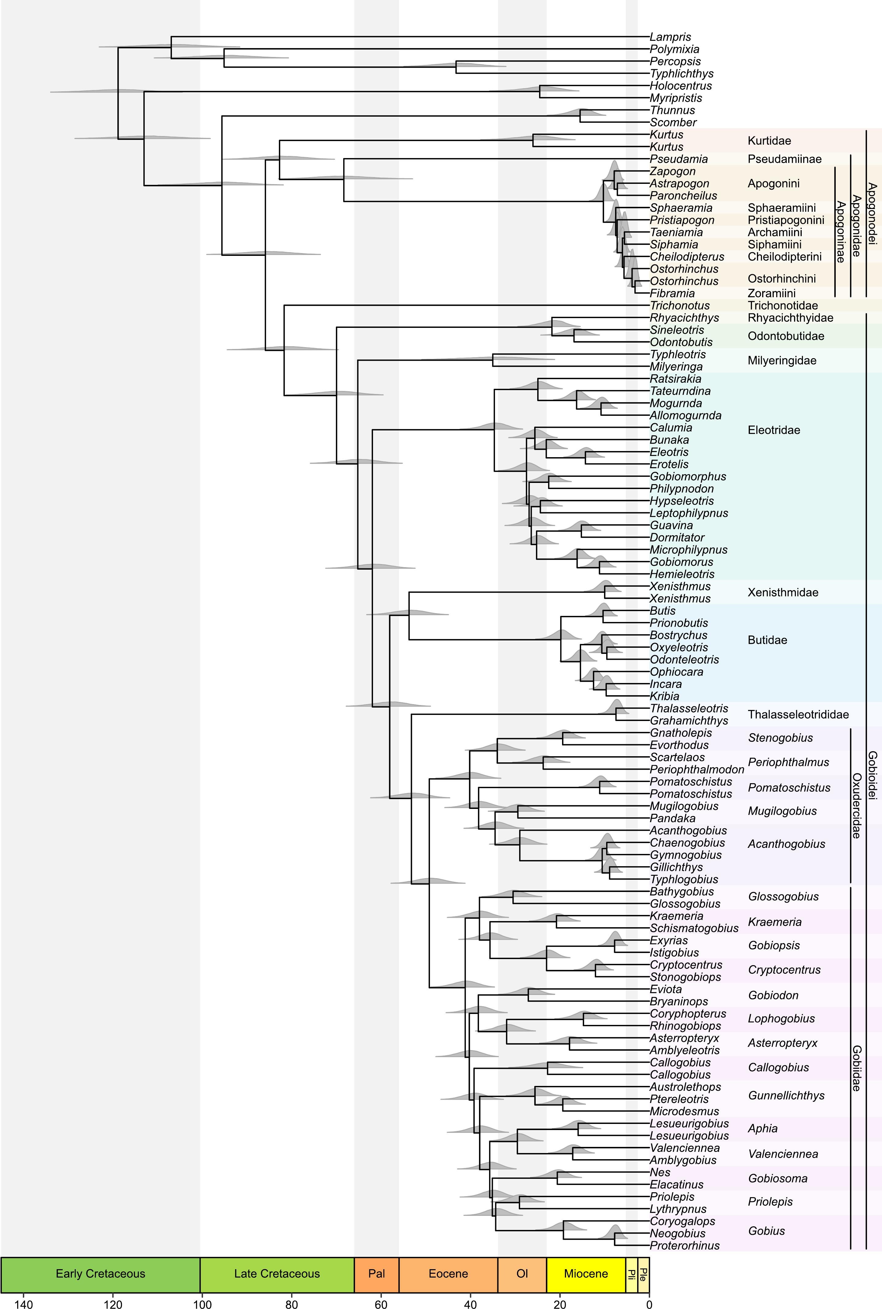 Goby fish divergence times